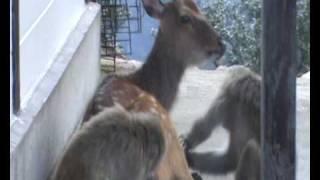 Monkey grooming a deer