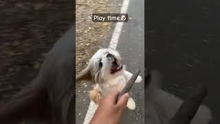 Levi playing with stick #shorts #shihtzu #levi #youtubeshorts #ytshorts #dog #puppy #baby #cat