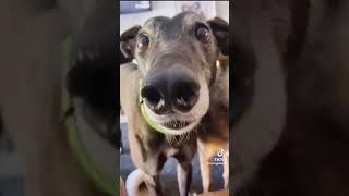 The funniest dog compilation you’ll see this week  #funny #funnydogs #funnyvideo #cutedogs