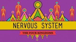 The Nervous System - CrashCourse Biology #26
