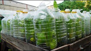 More tips for recycling plastic bottles growing spinach