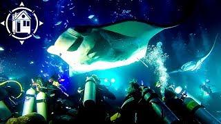 Crazy Scuba Dive w/ GIANT MANTA RAYS in Hawaii!