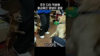 "우리 주인 무섭거든?.." 다리 붙잡고 용감해진 댕댕이 행동
