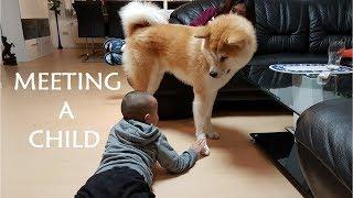 AKITA INU - Meeting A Child | 秋田犬