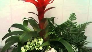 Plant Creations