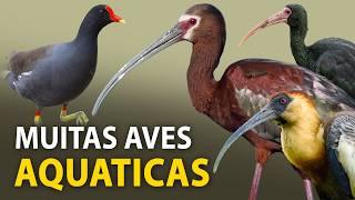 AVES AQUÁTICAS: Passarinhando em um LAGO URBANO | Marrecas, jaçanãs, curicacas e mais!