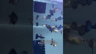 굽썰네가 치어가 끊임없이 나오는 이유..! 폭번의 비결 #구피