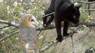 Distraction: Cat and owl become friends