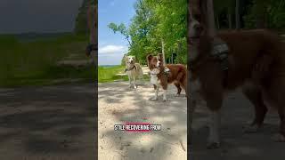 Glamping with dogs Timberline #glamping  #williamsburg #dog #petfriendly #traveldog #roadtrip