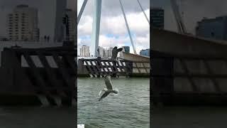 Rotterdam, Netherlands  | Summers in Rotterdam