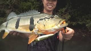 Topwater Peacock Bass with the Zerek Gecko!