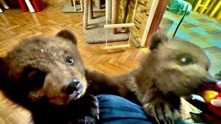Медвежата Топа и Кнопа сильно испугали моих какаду и вынесли мне мозг…