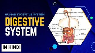 Digestive System || Function & process of digestion  In hindi explanation