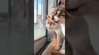 #3 Cats Funny Video #funny #meow #cute