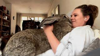 Woman accuses her bunny of acting like a dog