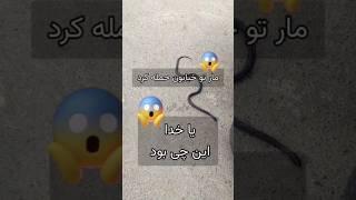 یا خدا، حمله مار. نزدیک بود بزنه ها #animals #fun #funny #funnyshorts #funnyvideo