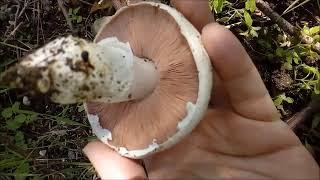 Un fungo tipico degli ambienti urbani, il tossico Agaricus bresadolanus