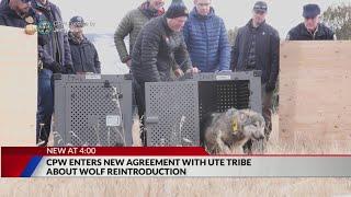 CPW, Ute tribe reach agreement regarding wolf reintroduction