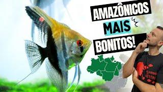 MEUS AMAZÔNICOS PREFERIDOS!