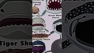 Types of sharks faces 