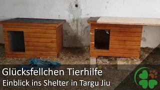 Glücksfellchen - Katastrophale Zustände im Shelter