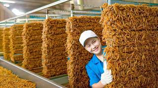 How Billions of MEALWORM Are Raised and Processed by Chinese Farmers in Big Farm - MEALWORM Farming