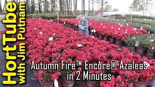 Autumn Fire™ Encore® Azaleas in 2 Minutes