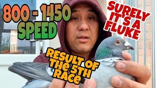 800 TO 1450 SPEED WHAT A FLUKE|MASSIVE IMPROVEMENT|PIGEON RACING UK|