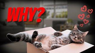 Why Do Cats Love Boxes?