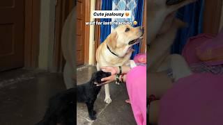 Jealousy  || labra rubi || #youtubeshorts #shorts #labrador #doglover #cute #trending #viralshorts