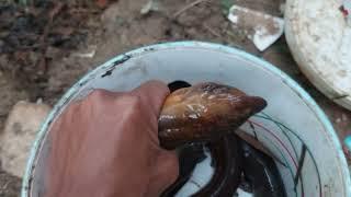 mancing belut babon