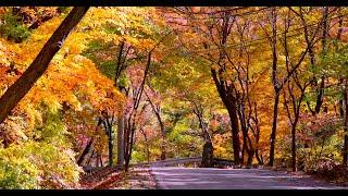 #4K free video source -  #단풍  , #가을풍경 , #무료영상소스 , #autumn