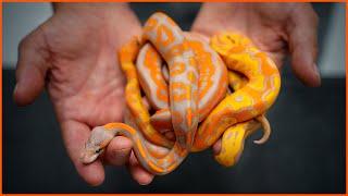 Most COLORFUL Ball Pythons... EVER?! — Wookie Coral Glow Clowns | #Hetflix 177