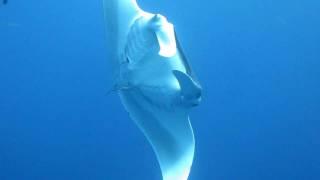 Close Up Manta Ray  - Camel Dive Club, Sharm El Sheikh