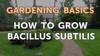 How to Grow Bacillus Subtilis