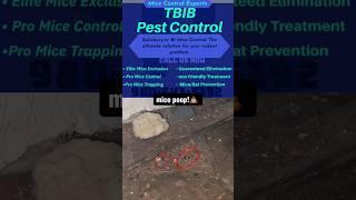 “ Shocking Invasion: Unbelievable Mice Infestation Takes Over! | #pestcontrol #mice #rodentcontrol