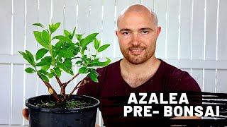 Repotting and pruning an azalea pre-bonsai | Making Bonsai at Home