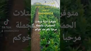 #غرس_اشجار_المثمرة_في_الجزائر جميع أصناف الحمضيات موسمية مبكرة ومتأخرة نضج متوفرة عند خوكم ابرهيم