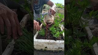pupuk air rendaman kulit bawang#shorst #berkebun #gardening #fypシ゚viral