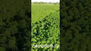 Инновационное строительство  Энергоэффективные дома для вас от hempdom.ru