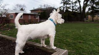 Introducing Your Westie to Kids: What You Need to Know