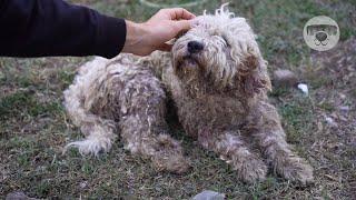 Street DOGS has ATTACKED him and vet DOESN'T wanted to treat all these injuries before bathing