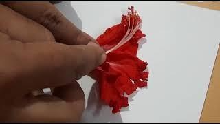 Showing How to do L.S of a flower ( Done with Hibiscus)