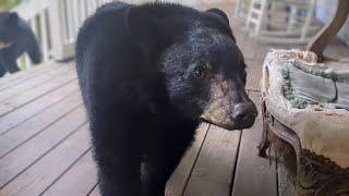 Bear Lola and Cubs — As Curious As Ever