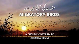 Sindh ki Aabgahein aur Migratory Birds