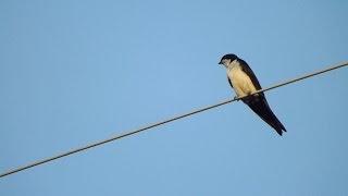 Swallow Bird Call Bird Song