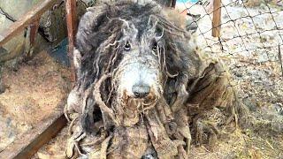 Caged and Neglected for Four Years: The Heartbreaking Rescue of an Abandoned Dog