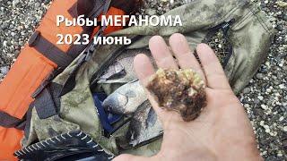 Рыбы МЕГАНОМА 2023 июнь подводная охота 2023 ночная охота 2023 морская охота 2023 меганом 2023