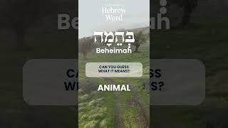 75 Biblical Hebrew Words and Scripture | Beheimah | Learn Hebrew Online #hebrew #bible #bibleverse