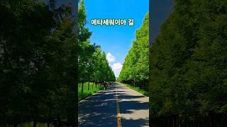 메타세쿼이아 길 #드림파크 #힐링여행 #메타세쿼이아 #인천 #도심갈만한곳 #Incheon #korea